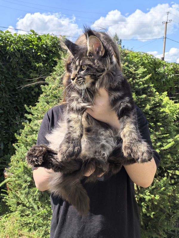 Nike Akbars polydactyl  (66/66) - Kitten maine-coon 3 months 4 weeks
