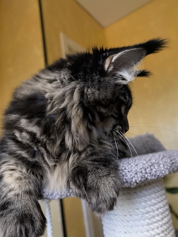 Nike Akbars polydactyl  (66/66) - Kitten maine-coon 5 months 4 weeks