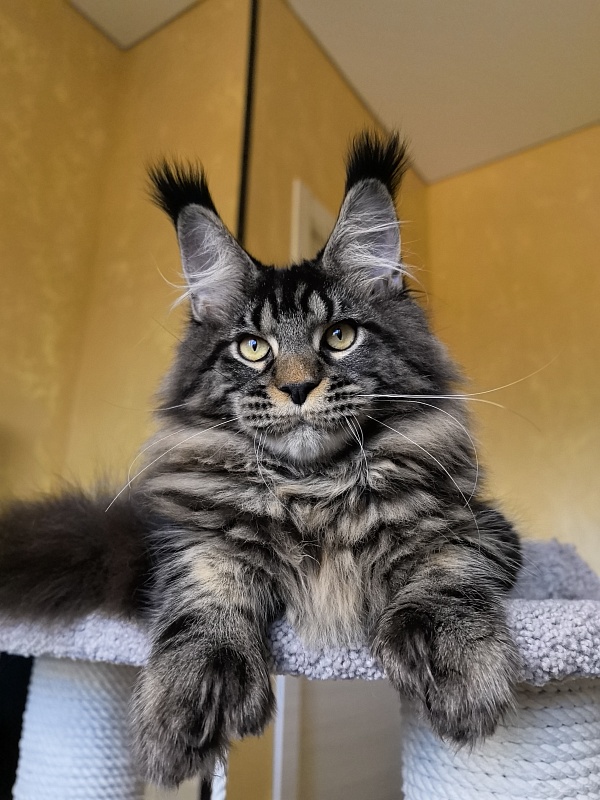 Nike Akbars polydactyl  (66/66) - Kitten maine-coon 5 months 4 weeks