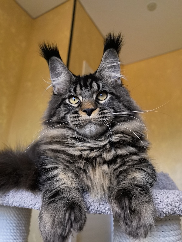 Nike Akbars polydactyl  (66/66) - Kitten maine-coon 5 months 4 weeks