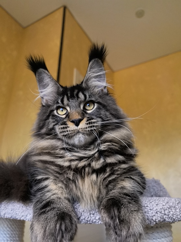 Nike Akbars polydactyl  (66/66) - Kitten maine-coon 5 months 4 weeks
