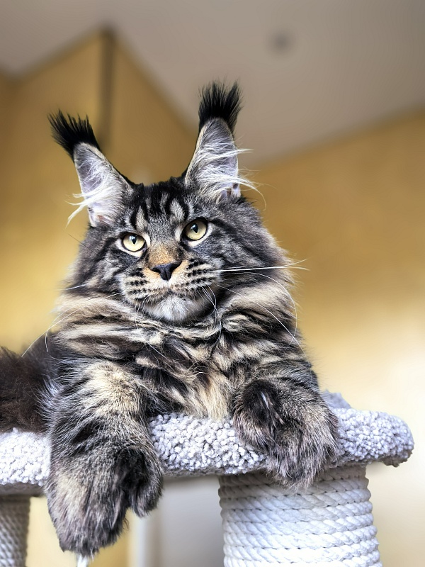 Nike Akbars polydactyl  (66/66) - Kitten maine-coon 5 months 4 weeks
