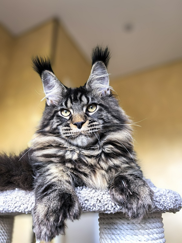 Nike Akbars polydactyl  (66/66) - Kitten maine-coon 5 months 4 weeks
