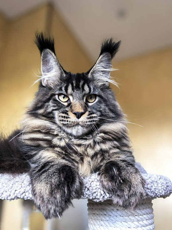 Nike Akbars polydactyl  (66/66) - Kitten maine-coon 5 months 4 weeks