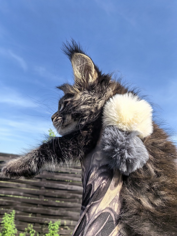 Nike Akbars polydactyl  (66/66) - Kitten maine-coon 2 months 1 week