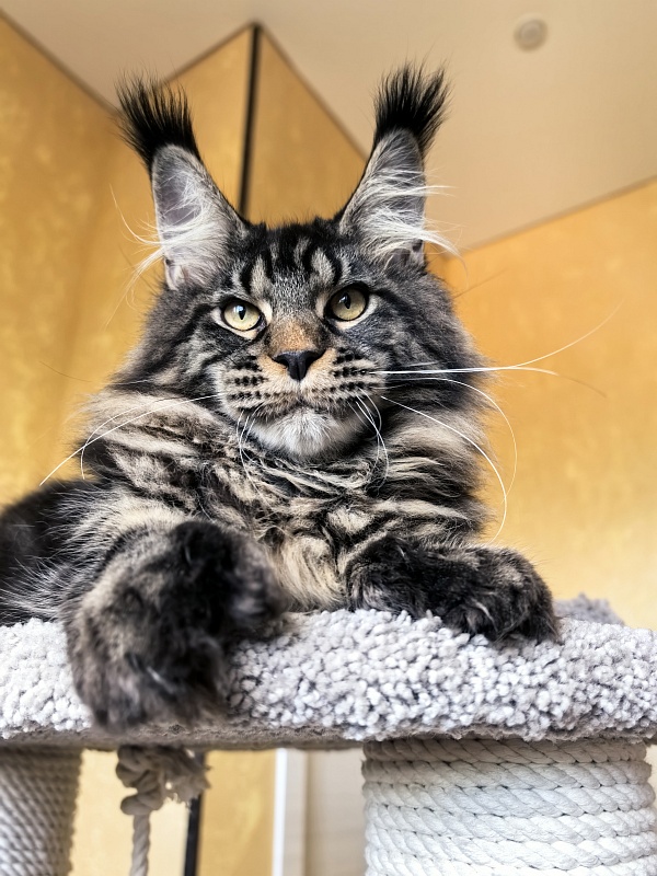 Nike Akbars polydactyl  (66/66) - Kitten maine-coon 5 months 4 weeks