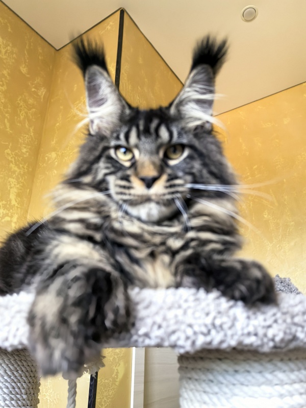 Nike Akbars polydactyl  (66/66) - Kitten maine-coon 5 months 4 weeks