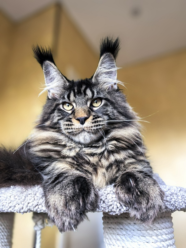 Nike Akbars polydactyl  (66/66) - Kitten maine-coon 5 months 4 weeks