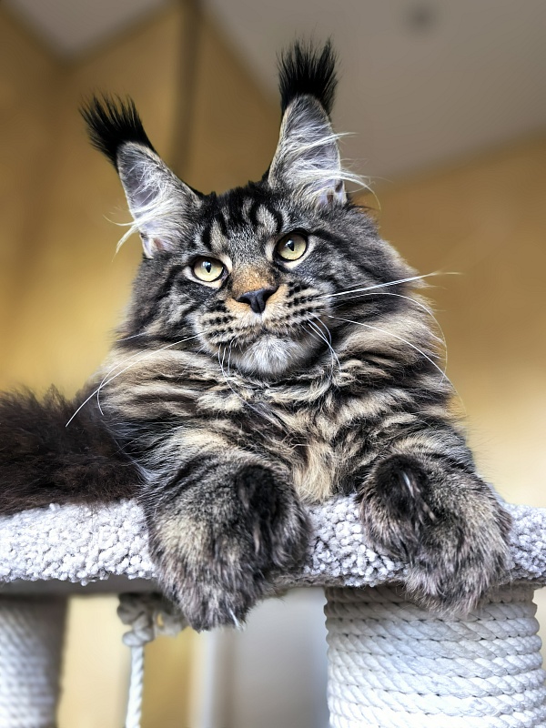 Nike Akbars polydactyl  (66/66) - Kitten maine-coon 5 months 4 weeks
