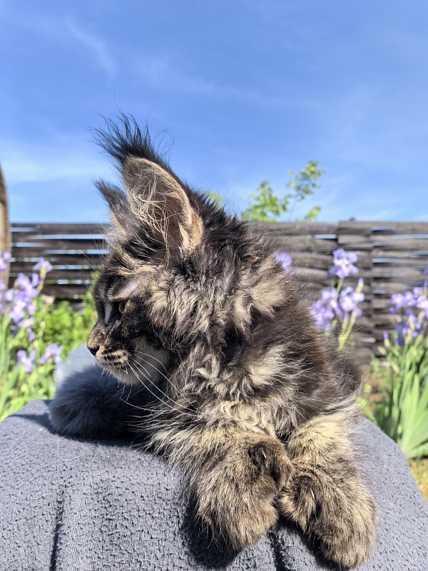 Nike Akbars polydactyl  (66/66) - Kitten maine-coon 2 months 1 week