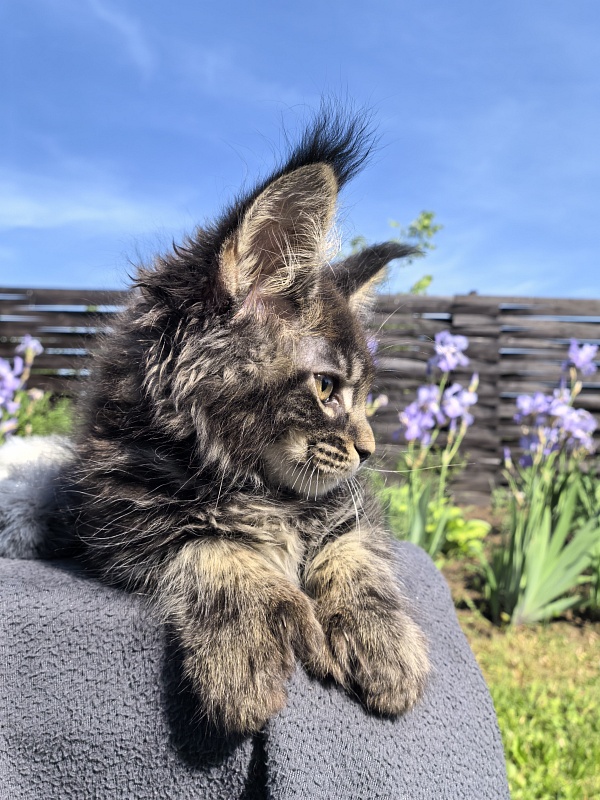 Nike Akbars polydactyl  (66/66) - Kitten maine-coon 2 months 1 week