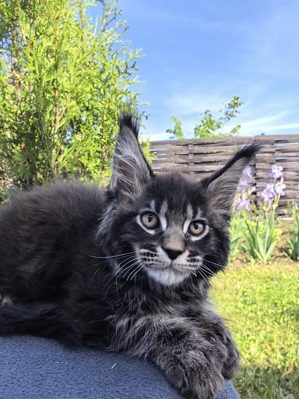 Nike Akbars polydactyl  (66/66) - Kitten maine-coon 2 months 1 week