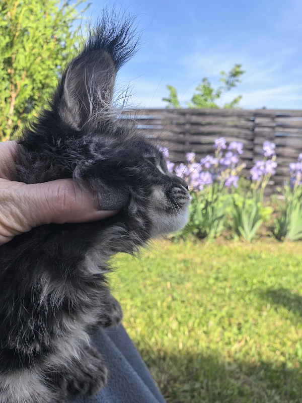 Nike Akbars polydactyl  (66/66) - Kitten maine-coon 2 months 1 week