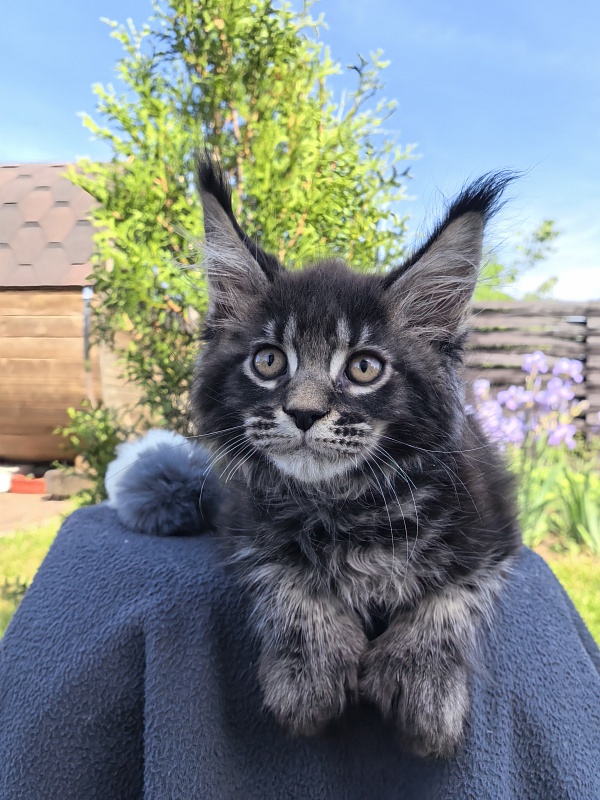 Nike Akbars polydactyl  (66/66) - Kitten maine-coon 2 months 1 week