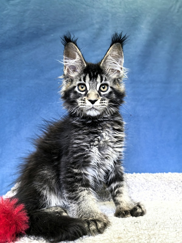 Nastasi Vau Akbars (76/66) - Котенок мейн-кун 2 месяца 1,5 неделя