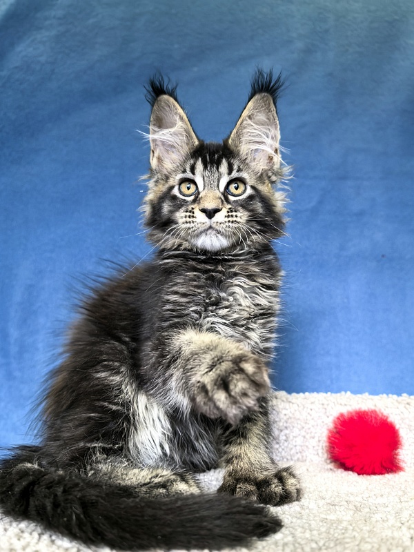 Nastasi Vau Akbars (76/66) - Котенок мейн-кун 2 месяца 1,5 неделя