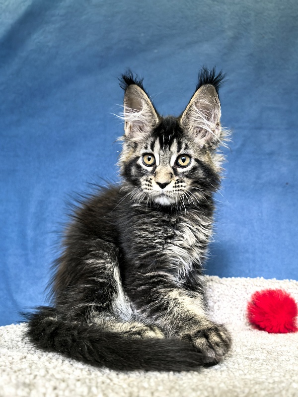 Nastasi Vau Akbars (76/66) - Котенок мейн-кун 2 месяца 1,5 неделя