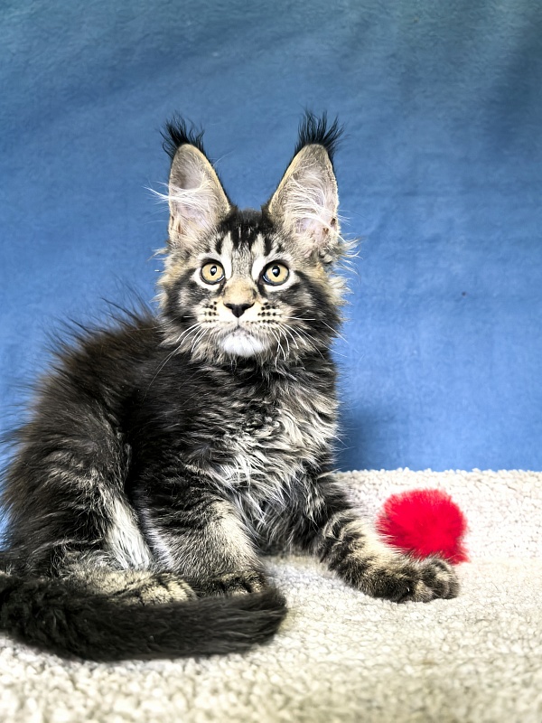 Nastasi Vau Akbars (76/66) - Котенок мейн-кун 2 месяца 1,5 неделя