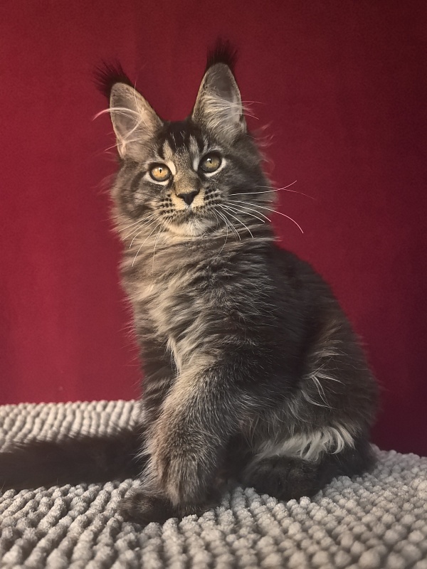 Nastasi Vau Akbars (76/66) - Котенок мейн-кун 4 месяца 1 неделя