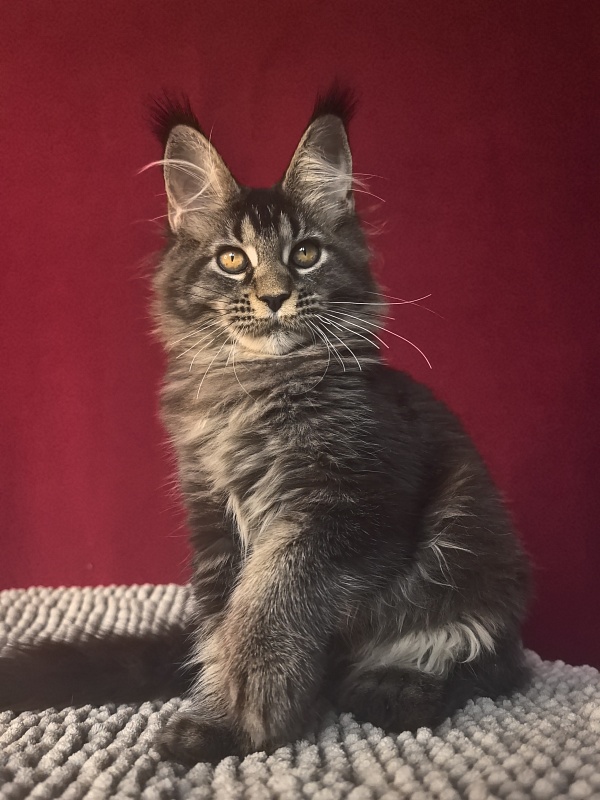 Nastasi Vau Akbars (76/66) - Котенок мейн-кун 4 месяца 1 неделя