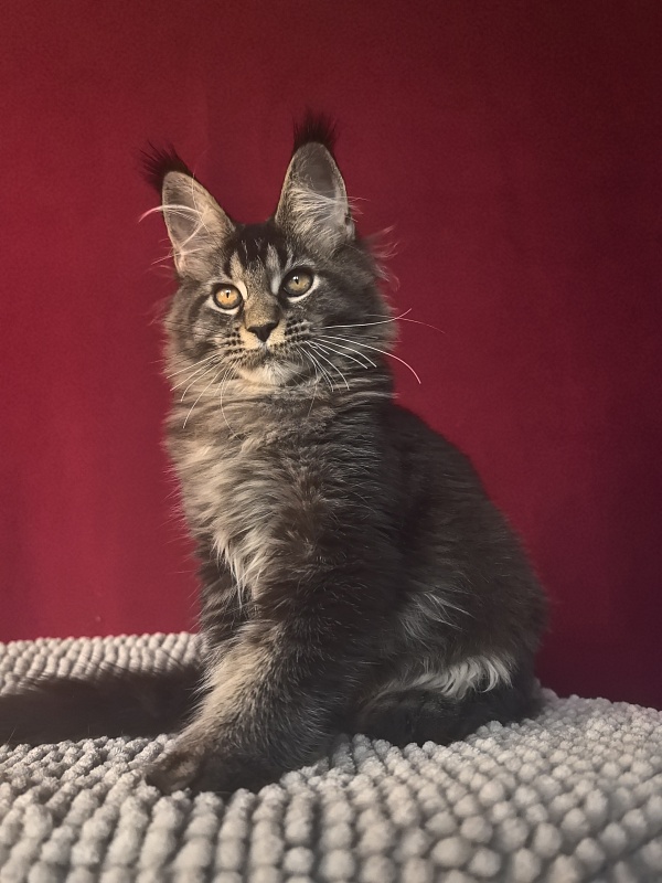 Nastasi Vau Akbars (76/66) - Котенок мейн-кун 4 месяца 1 неделя