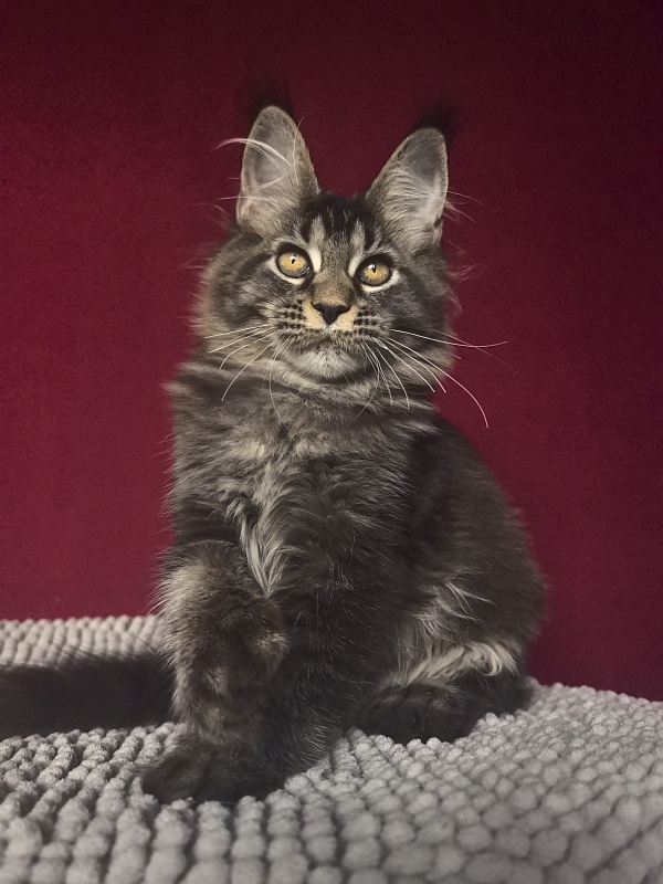 Nastasi Vau Akbars (76/66) - Котенок мейн-кун 4 месяца 1 неделя