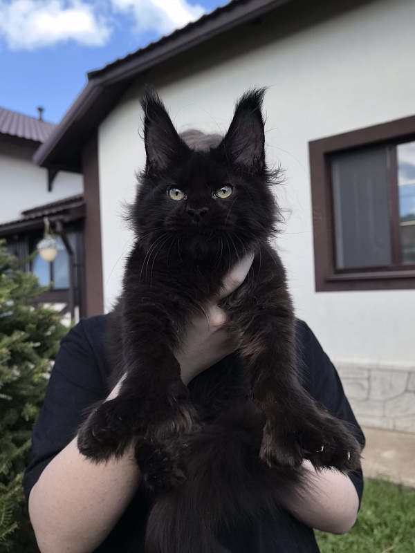 (PET) Nikita Nik   Akbars - Котенок мейн-кун 3 месяца 3 недели