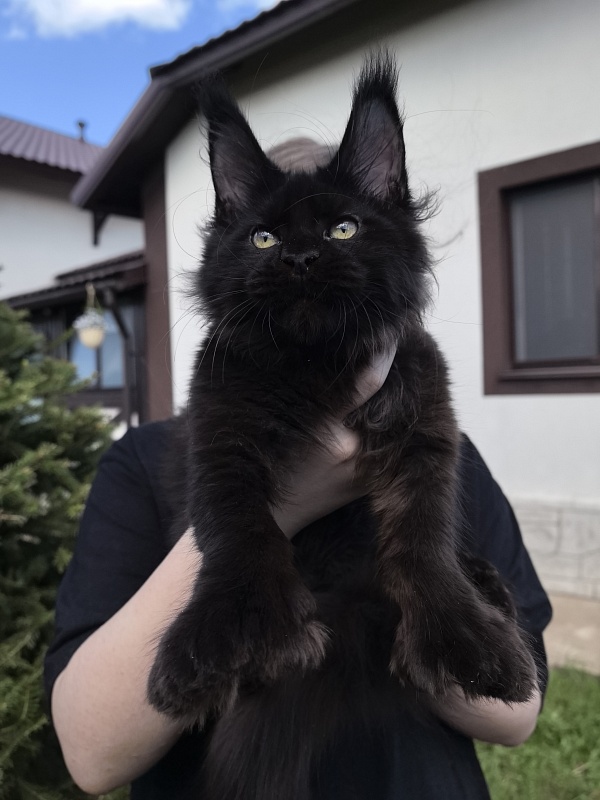 (PET) Nikita Nik   Akbars - Котенок мейн-кун 3 месяца 3 недели