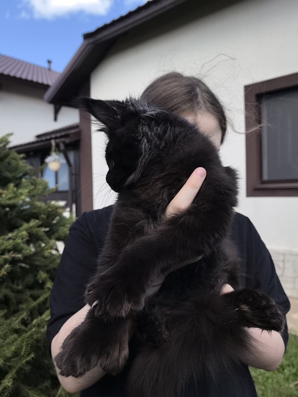 (PET) Nikita Nik   Akbars - Котенок мейн-кун 3 месяца 3 недели