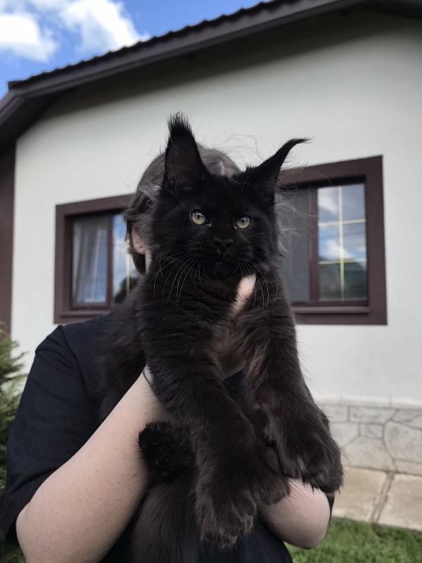 (PET) Nikita Nik   Akbars - Котенок мейн-кун 3 месяца 3 недели