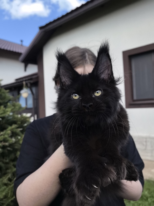 (PET) Nikita Nik   Akbars - Котенок мейн-кун 3 месяца 3 недели