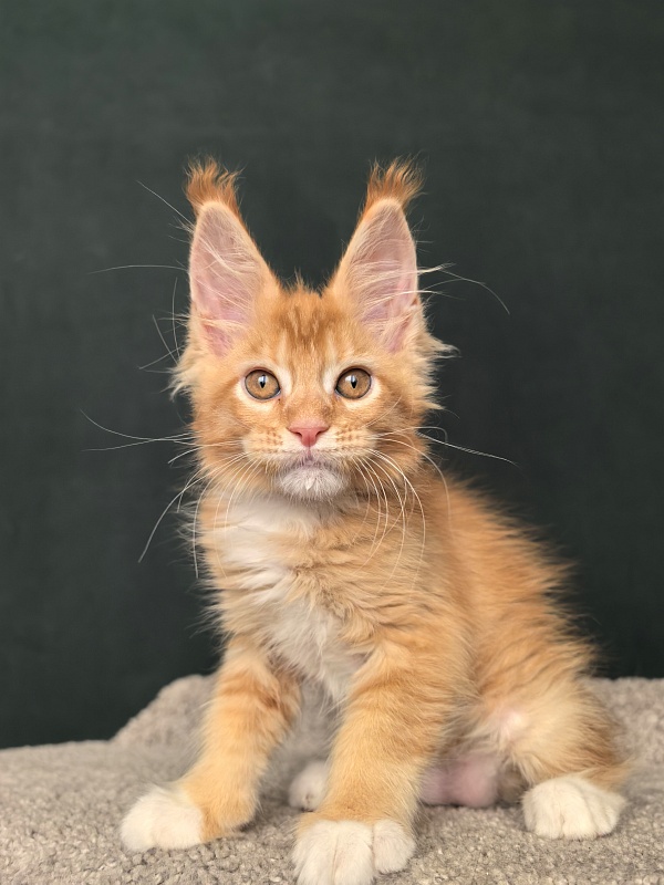 Norman Ru Akbars - Kitten maine-coon 2 months 1 week
