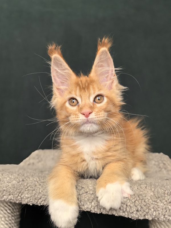 Norman Ru Akbars - Kitten maine-coon 2 months 1 week