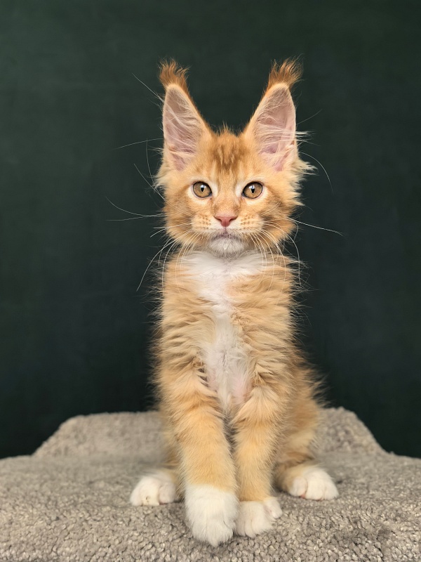 Norman Ru Akbars - Kitten maine-coon 2 months 1 week