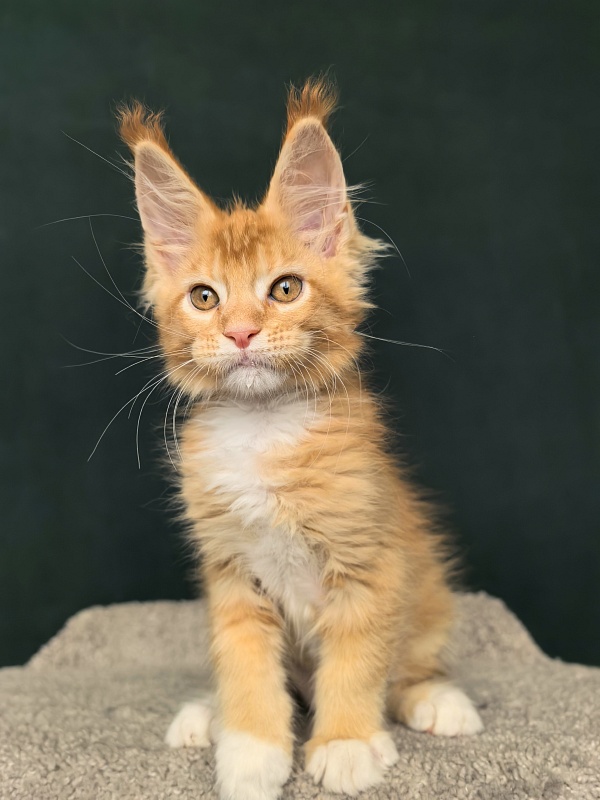 Norman Ru Akbars - Kitten maine-coon 2 months 1 week