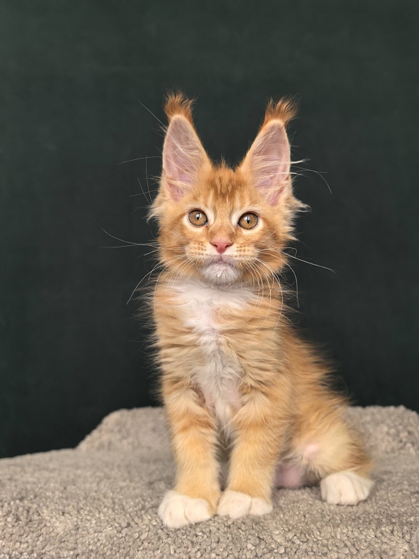 Norman Ru Akbars - Kitten maine-coon 2 months 1 week