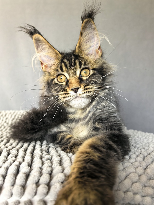 (PET) Natan  Akbars - Kitten maine-coon 3 months 2.5 weeks