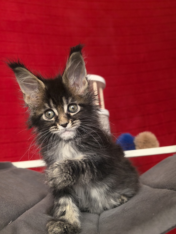 (PET) Natan  Akbars - Kitten maine-coon 1 month 2 weeks