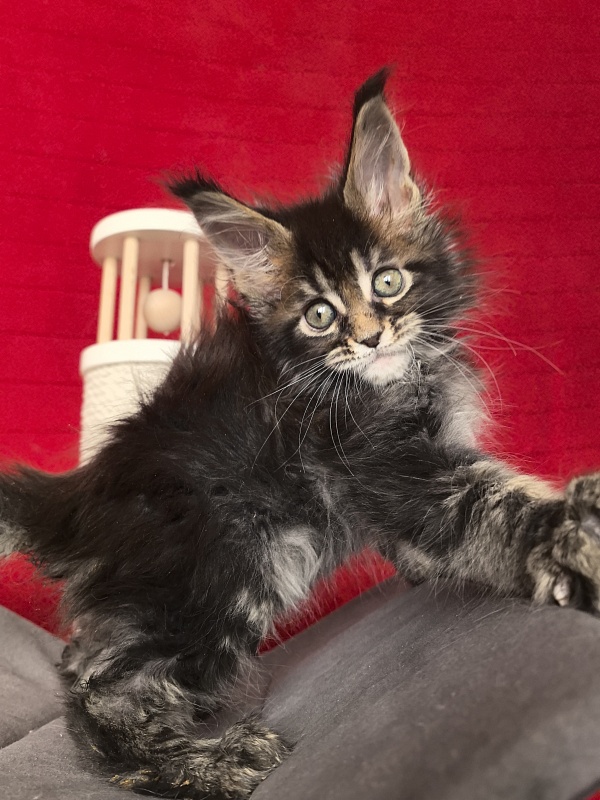 (PET) Natan  Akbars - Kitten maine-coon 1 month 2 weeks