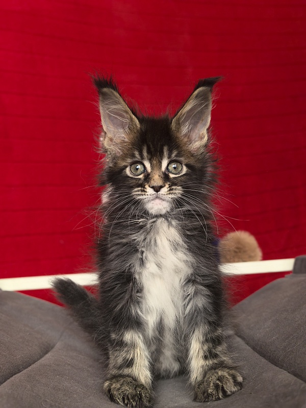 (PET) Natan  Akbars - Kitten maine-coon 1 month 2 weeks