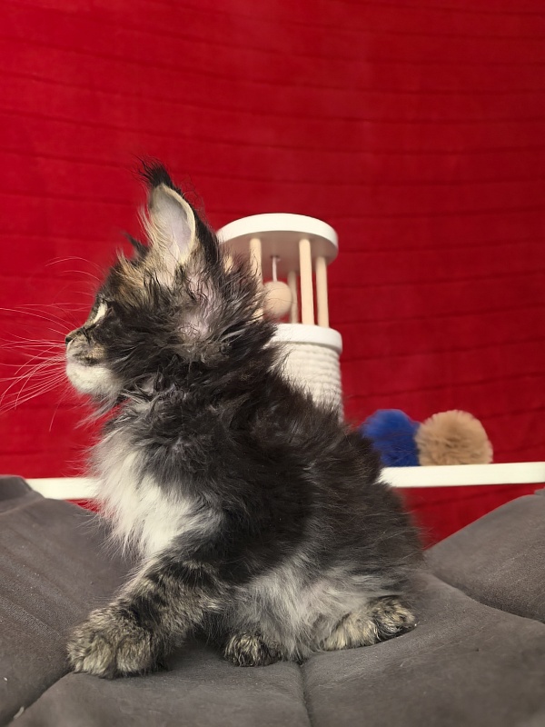 (PET) Natan  Akbars - Kitten maine-coon 1 month 2 weeks