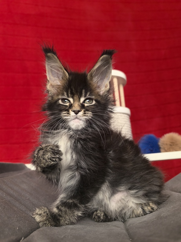 (PET) Natan  Akbars - Kitten maine-coon 1 month 2 weeks