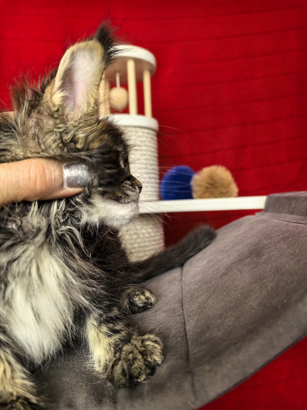 (PET) Natan  Akbars - Kitten maine-coon 1 month 2 weeks