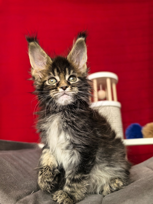 (PET) Natan  Akbars - Kitten maine-coon 1 month 2 weeks