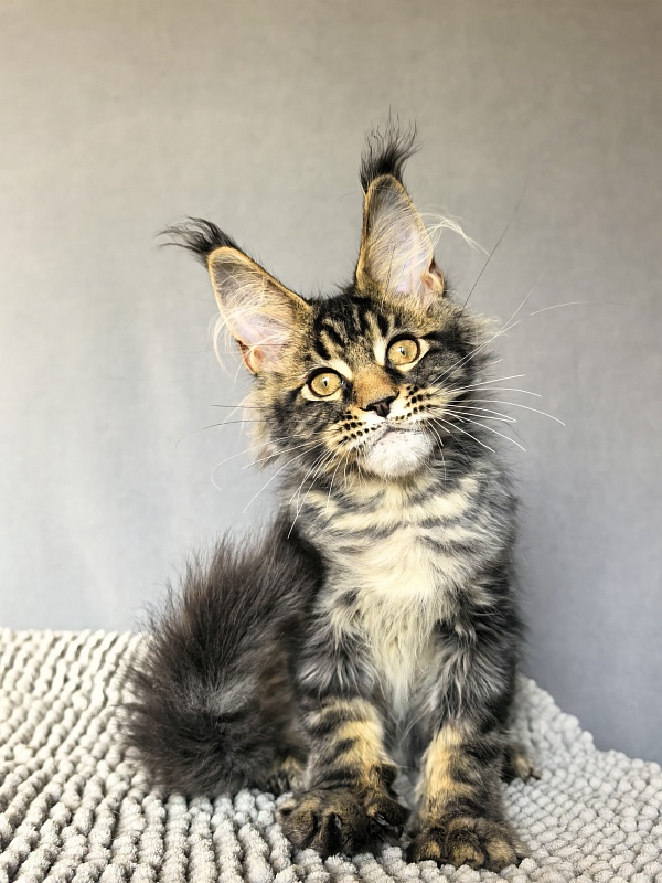 (PET) Natan  Akbars - Kitten maine-coon 3 months 2.5 weeks