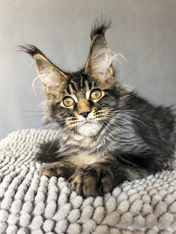 (PET) Natan  Akbars - Kitten maine-coon 3 months 2.5 weeks