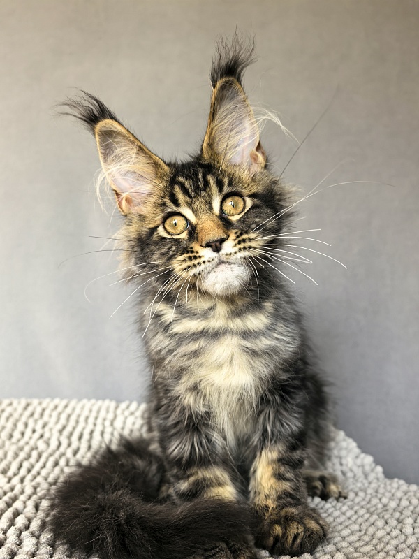 (PET) Natan  Akbars - Kitten maine-coon 3 months 2.5 weeks