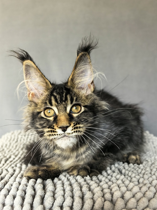 (PET) Natan  Akbars - Kitten maine-coon 3 months 2.5 weeks