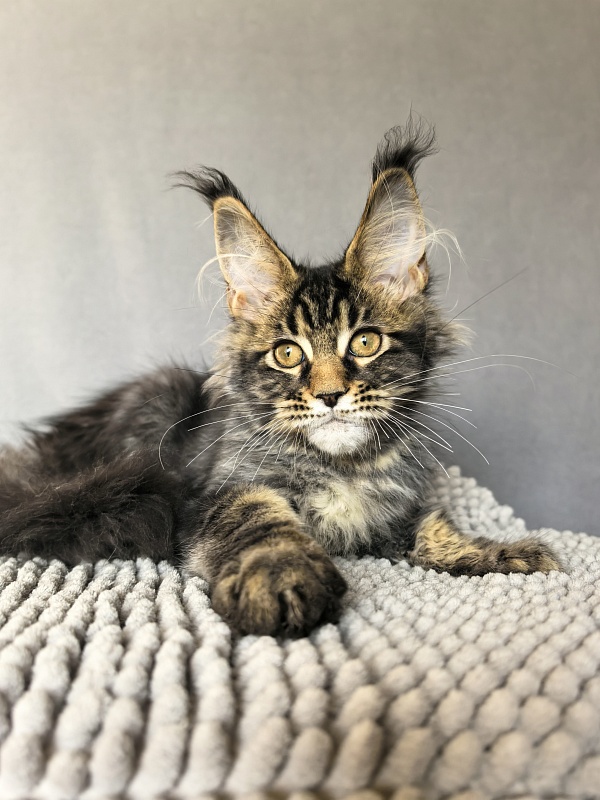 (PET) Natan  Akbars - Kitten maine-coon 3 months 2.5 weeks