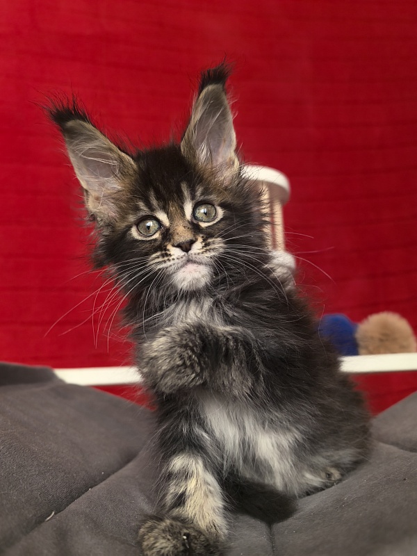 (PET) Natan  Akbars - Kitten maine-coon 1 month 2 weeks